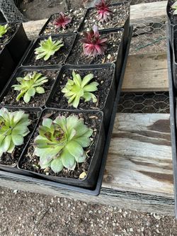 Hens And Chicks