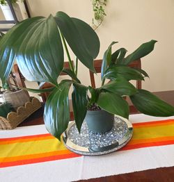 🌿 Dragon Tail Plant🐉