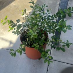 Oxxo Limon Tree From Mexicali 