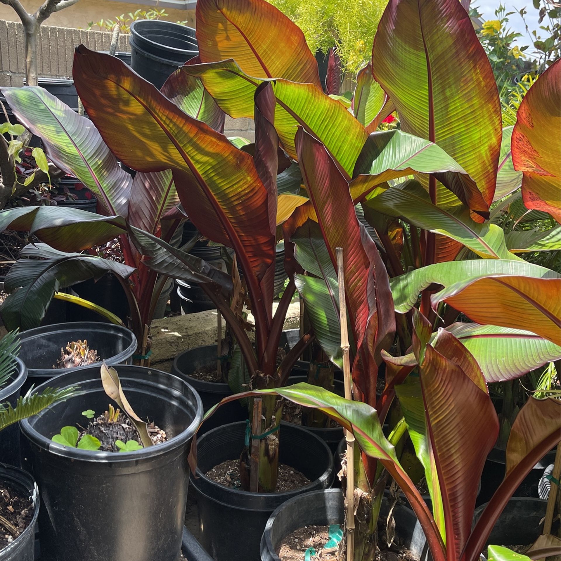 Red Banana Tree 68 each for Sale in Santa Ana, CA OfferUp