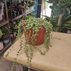 $15 Each One Hanging Plant 