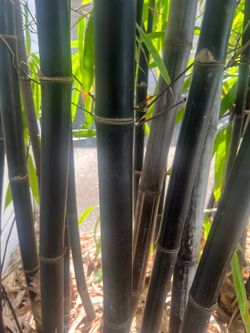 Clumping Black Bamboo