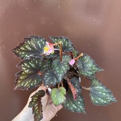 4” rex begonia