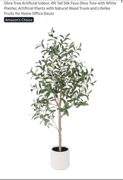 *New 4ft Olive Tree