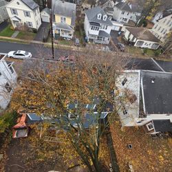 tree cutting and pruning. 