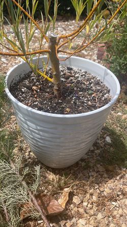 Weeping willow bonsai in pot
