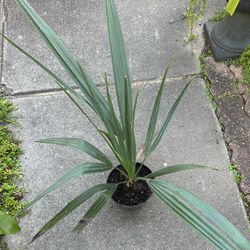 Sabal Minor Palm Tree Cold Hardy  (pls Read Description Below)