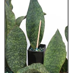 Sansevieria masoniana – Mason's Congo Paddle Whale Fin