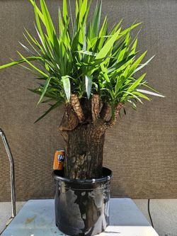 Old Yucca Bonsai Tree for Sale in Midway City, CA - OfferUp