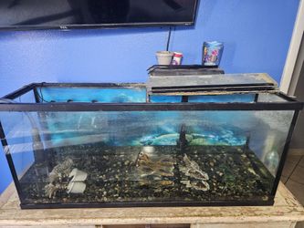 Fish Tank