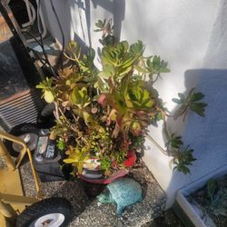 Succullent Plants