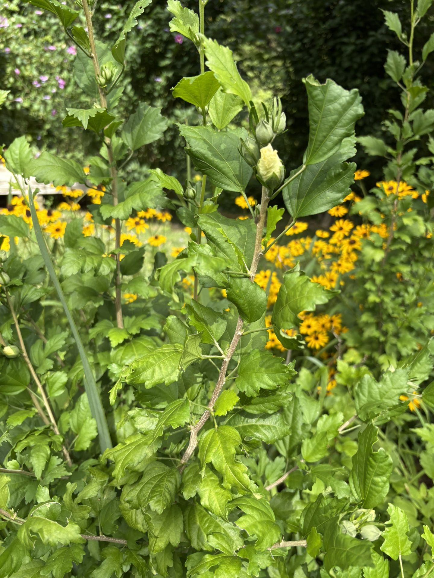 Rose Of Sharon Bushes