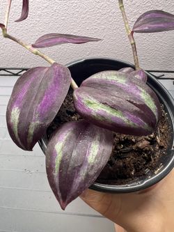 Red/purple Tradescantia Zebrina Shiny With Free Gift