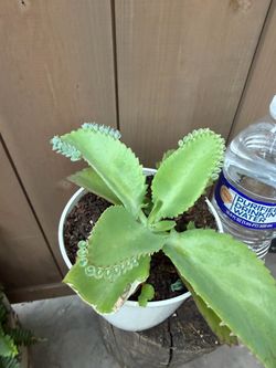 Mother of thousands succulent