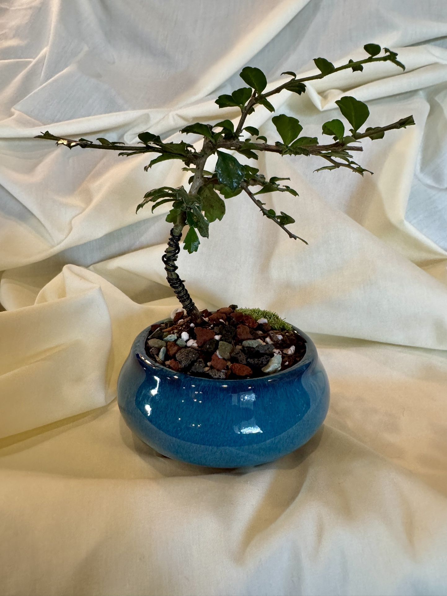Mini Specialty Bonsai