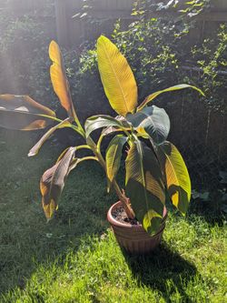 Ruby Siam Banana Plant