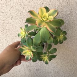 Beautiful Kiwi Aeonium Succulent Plant