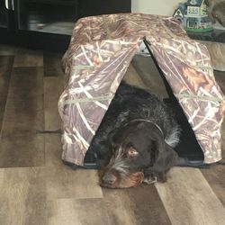 Dog Camo Box