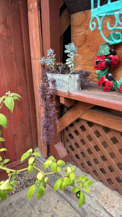 Plantas de venta
