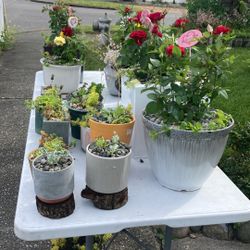 Rosas Plants For Sale 