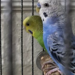 Bird Cage With Two Budgies , Toys And Food
