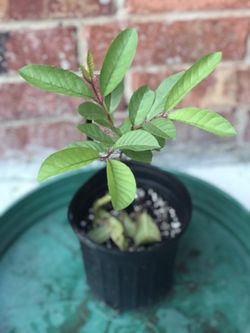 Guava fruit plant