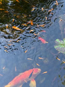 Molly and Koi fish for sale