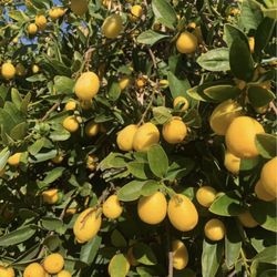 Fresh Organic Limequats – 5 lbs for $20! 🍋🔥 (Delivery Available)