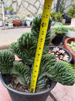 Crested San Pedro Cactus (Trichocereus pachanoi)