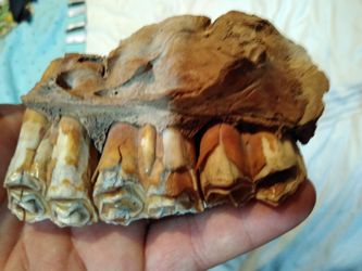 Petrified prehistoric jawbone