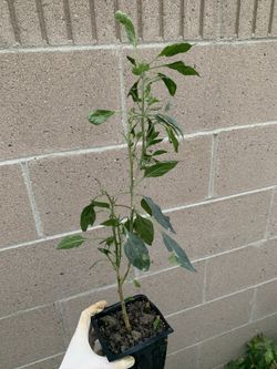 Thai chili pepper plant spice