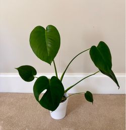 Monstera Deliciosa Houseplant