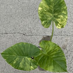 Alocasia Gageana Aurea 