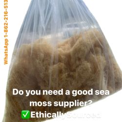 Sea Moss / Irish Moss / Gracilaria