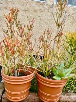 Flower Pots for Sale