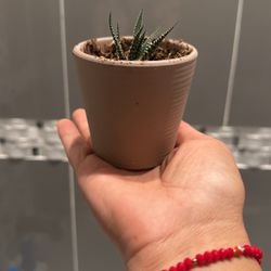 Planta 