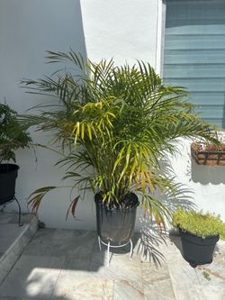 Areca Palm