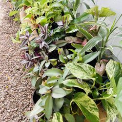 Plants For Sale 10 Each 