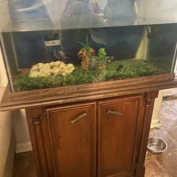 Fish Tank