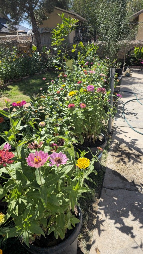 Herbs/Veggies/Flowers READ DESCRIPTION