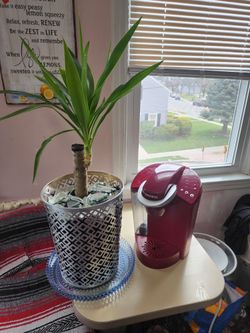 Beautiful Youca Plant & " Creug" Coffee Maker..both For Only $15