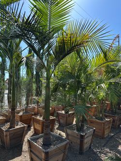 King palm trees