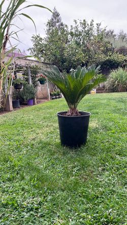 Palm tree