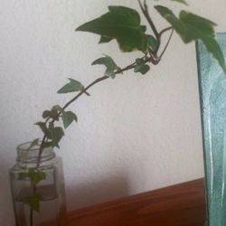 English Vine Plant