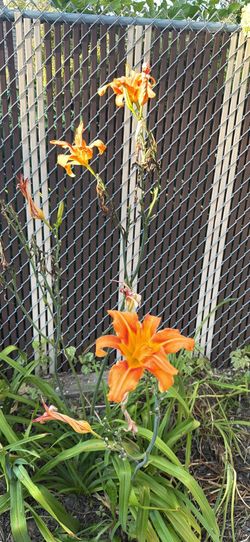 Orange lilies
