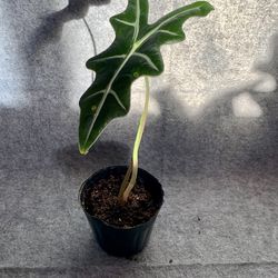 Alocasia ‘Nobilis’ Starter