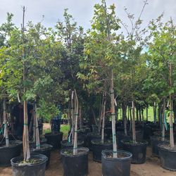 Monterrey Oak Trees 30gallon 
