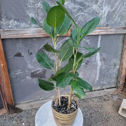 Ficus Audrey Plant 8" Bamboo Pot