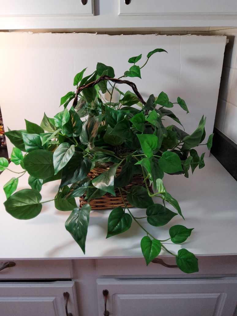 Nice Fake Plant In Nice Basket Its Very Clean .  Size . 23"×  14" . 