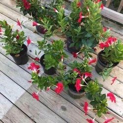 6 Live Mandevilla Tropical Plants Assorted Sizes New